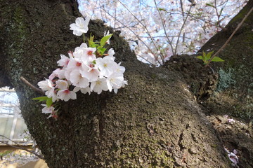 桜の木と桜の花