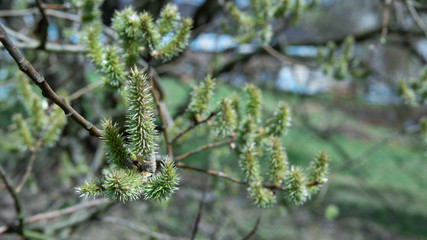 kwiaty na drzewie wiosną. © Mariusz