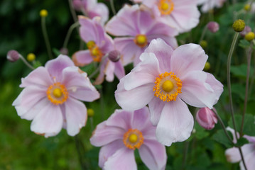 Denmark flowers