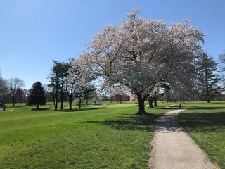 Fototapeta na wymiar Cherry Blossom Tree on Golf Course