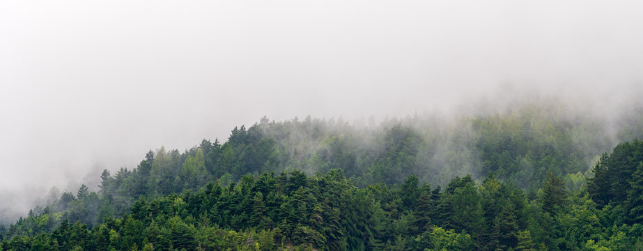 Les myst&egrave;res de la for&ecirc;t dans le massif du Vercors, France