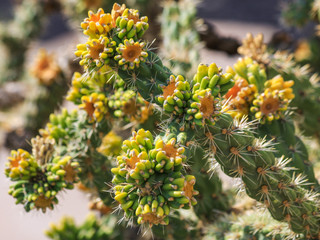 Fruit of Cane Cholla cactus growing wild in desert, New Mexico, United States of America. "Cylindropuntia Spinosior" flowering green yellow fruit with sharp thorns spines