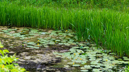 Swamp with pitchers with high green grass