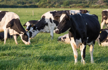 Irish Dairy cows grazing in the evening sun during summer