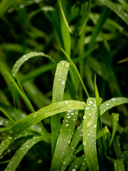 Fototapeta na wymiar Refreshing Grass After a Rainy Day