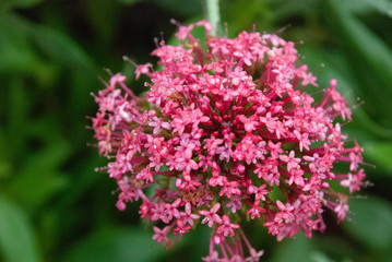 Denmark flowers