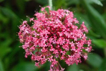 Denmark flowers