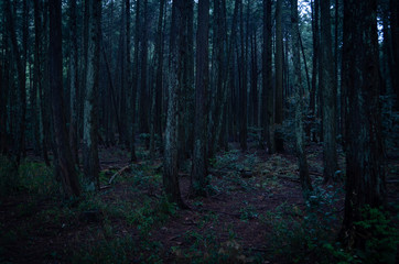 Naklejka premium 深い森