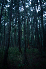 Obraz premium 深い森