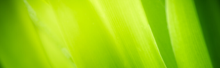 Amazing nature view of green leaf on blurred greenery background in garden and sunlight with copy space using as background natural green plants landscape, ecology, fresh wallpaper concept.