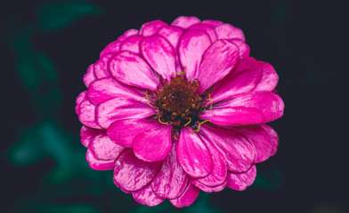 pink and white dahlia
