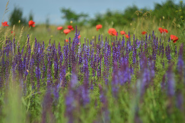 Field of lupines and red poppies on a sunny and clear day.