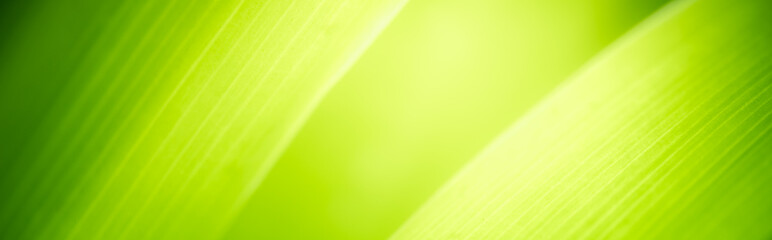 Amazing nature view of green leaf on blurred greenery background in garden and sunlight with copy space using as background natural green plants landscape, ecology, fresh wallpaper concept.