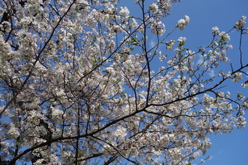 青空と桜の木