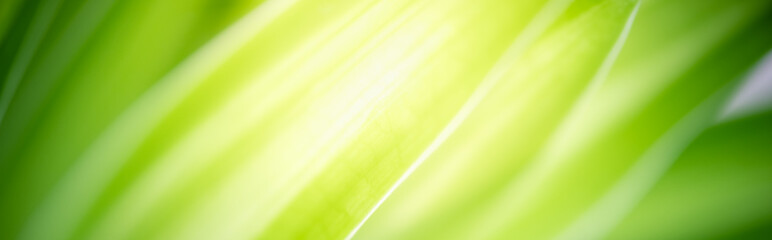 Amazing nature view of green leaf on blurred greenery background in garden and sunlight with copy space using as background natural green plants landscape, ecology, fresh wallpaper concept.