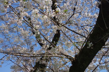 青空と桜の木