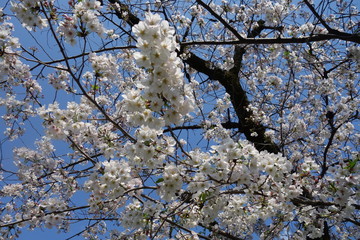 青空と桜の木