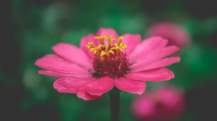 Obraz premium pink flower macro