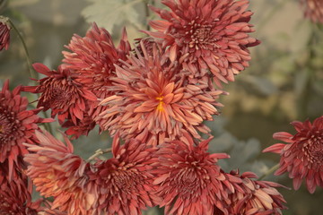 Close up of a beautiful light orange with yellow pollen dahlia flower blooming in a garden