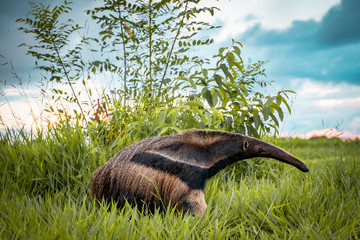 giant anteater in nature on a farm in Brazil