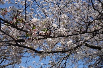 青空と桜の木
