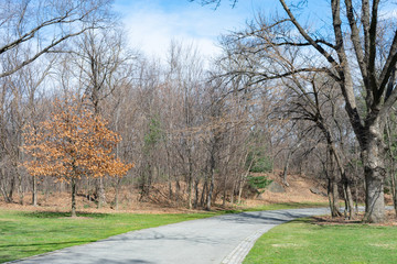 Empty Walkway with Trees and Grass at the Northern Area of Central Park in New York City during Spring