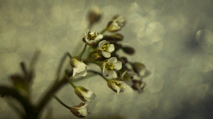 macro photo close up of a lily of the valley