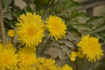 Close up of a beautiful yellow dahlia flower blooming in a garden
