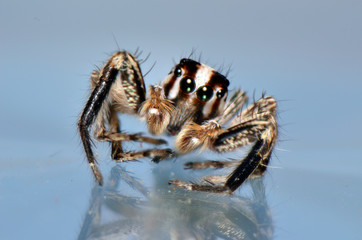 spider arthropod weaving a web