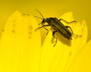 black beetle on a yellow flower petal