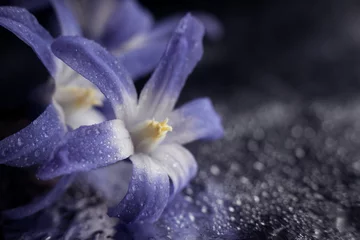 Handdoek met foto Pantone 2022 very peri close-up violet flower macro  © Анна Молько