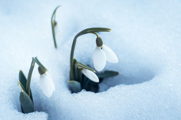 delicate white snowdrops in white snow. the first flowers