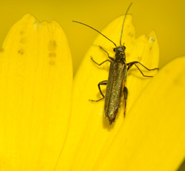 black beetle on a yellow flower petal