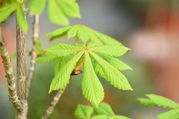 Horse Chestnut tree or Aesculus hippocastanum sapling growing outdoors with close up on leaf