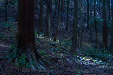 Obraz premium 深い森