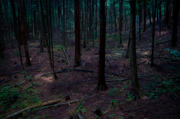 Obraz premium 深い森