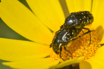 insect breeding process