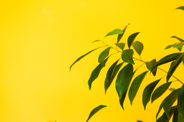 Green leaves of plants in the room on a bright yellow background