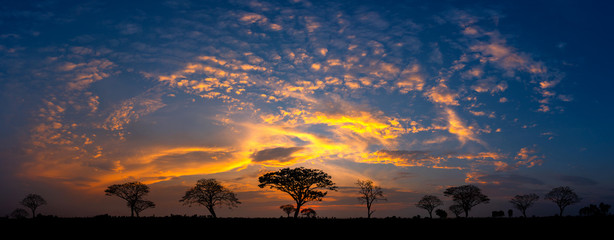 Panorama silhouette tree in africa with sunset.Tree silhouetted against a setting sun.Dark tree on...