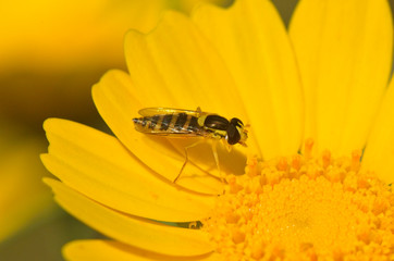 Wasp Hymenoptera stinging insect