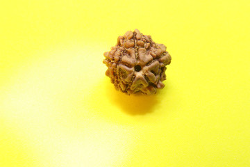 Rudraksha seeds