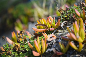 Plantes sur une dune