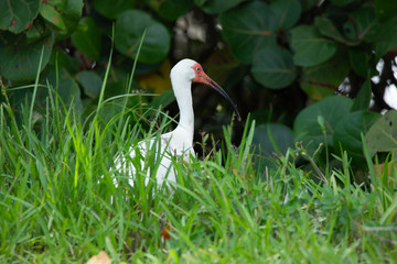 White Ibis in grass