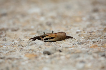 crab on path