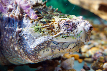 Closeup of face profile on large sea turtle in aquarium