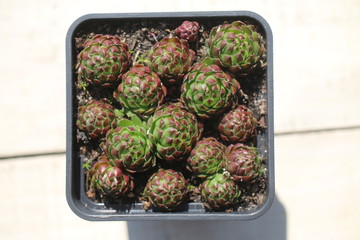 rojownik pospolity jovibarba sobolifera