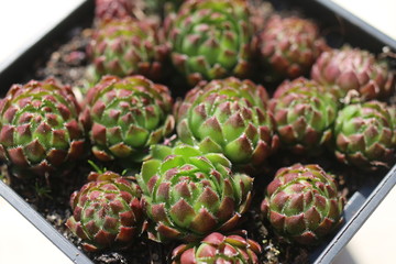 rojownik pospolity jovibarba sobolifera © Perovskia