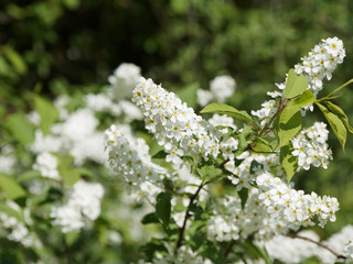 (Prunus padus) Nahaufnahme auf Trauben oder cluster von weißen Blumen, die auf hängenden Stielen...