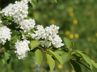 (Prunus padus) Nahaufnahme auf Trauben oder cluster von weißen Blumen, die auf hängenden Stielen des Gewöhnliche Traubenkirsche errichtet werden 