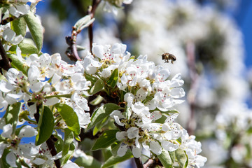Pszczoła zapylająca kwiaty na gruszy - obrazy, fototapety, plakaty